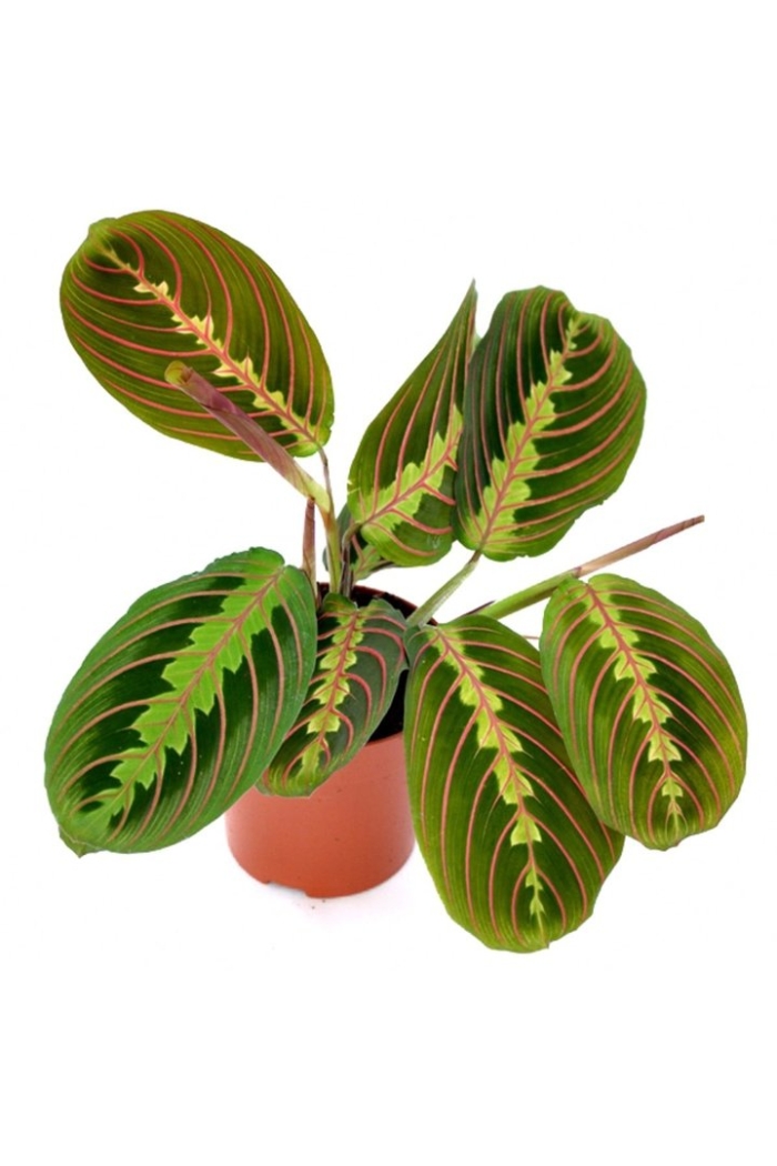 Комнатный цветок маранта