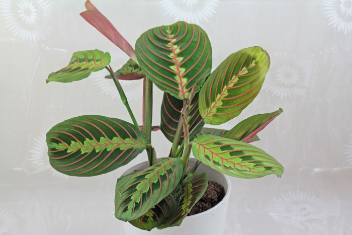 Маранта leuconeura