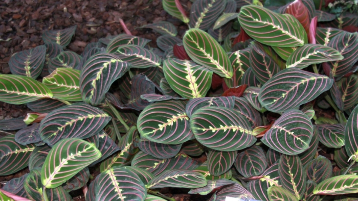 Maranta leuconeura