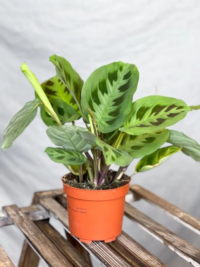 Маранта 12*25