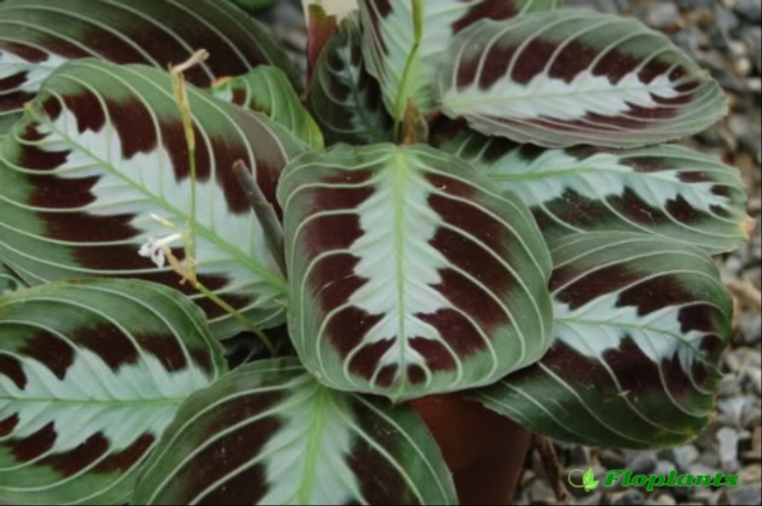 Маранта массанжа