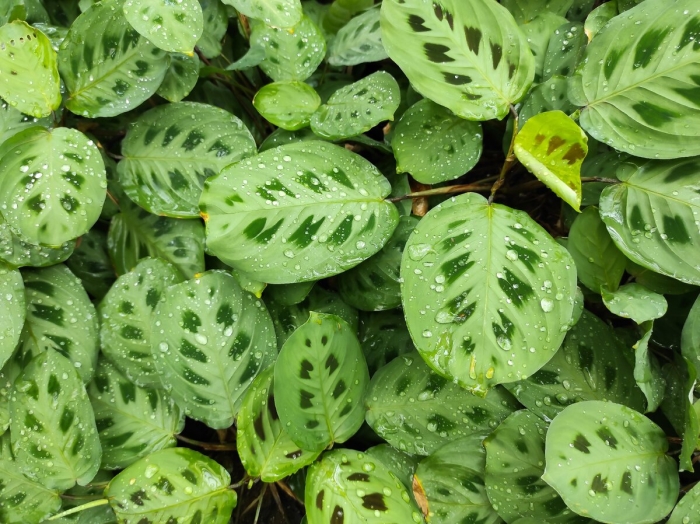 Маранта leuconeura kerchoveana