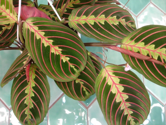 Маранта красножильчатая