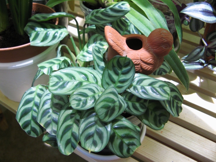 Ктенанта берл-маркса