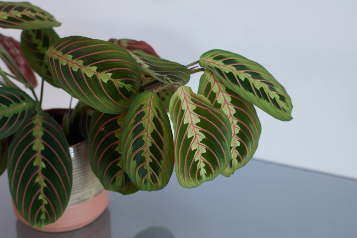 Маранта цветок комнатный