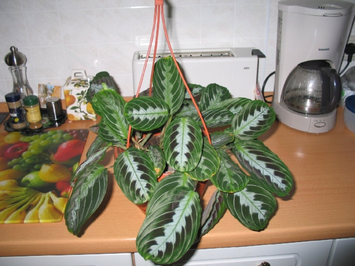 Маранта беложильчатая триколор