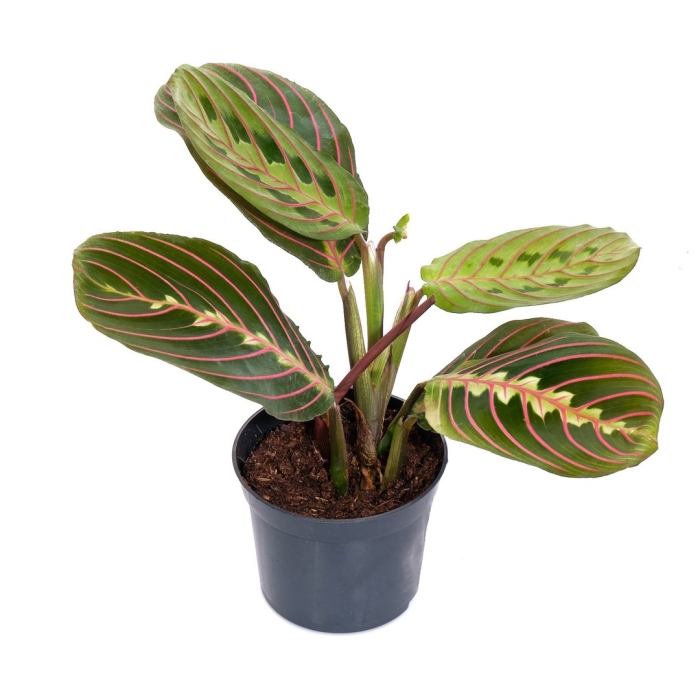 Маранта tricolor