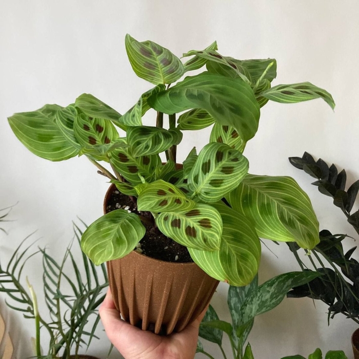 Марантовые комнатные растения