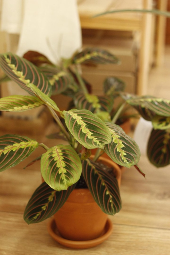 Маранта лиана