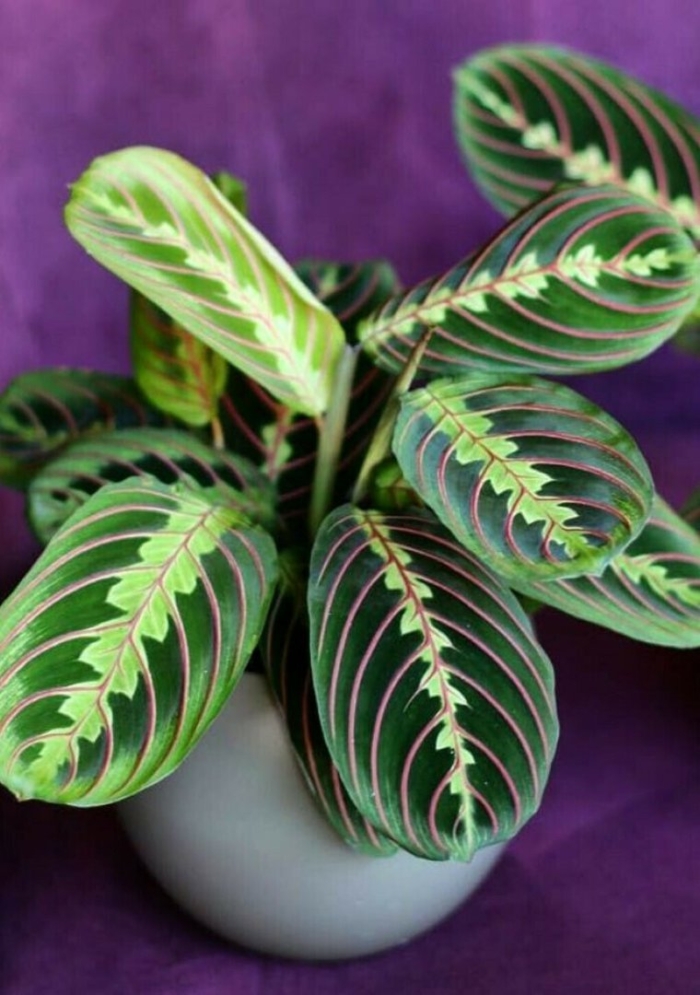 Калатея маранта