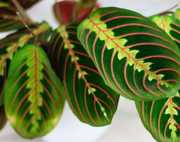 Маранта красножильчатая