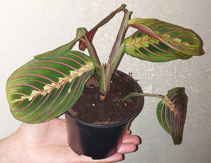 Маранта трехцветная