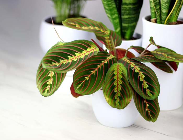 Маранта фасцинатор триколор