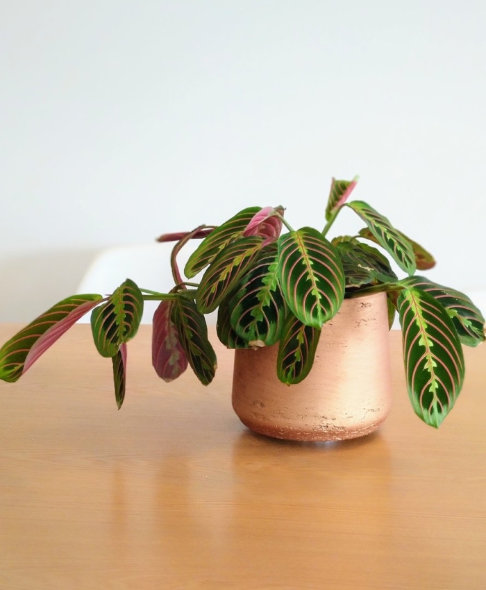 Калатея маранта триколор