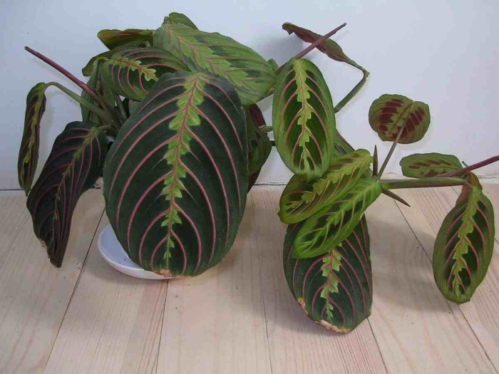 Маранта фасцинатор триколор