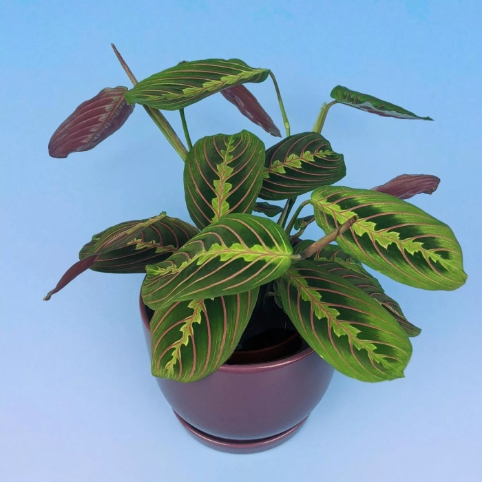 Комнатный цветок маранта