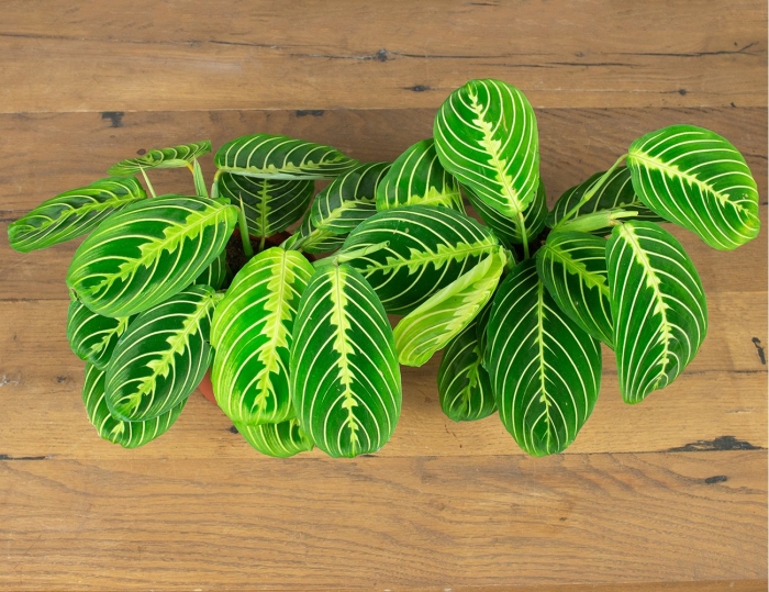 Маранта lemon lime