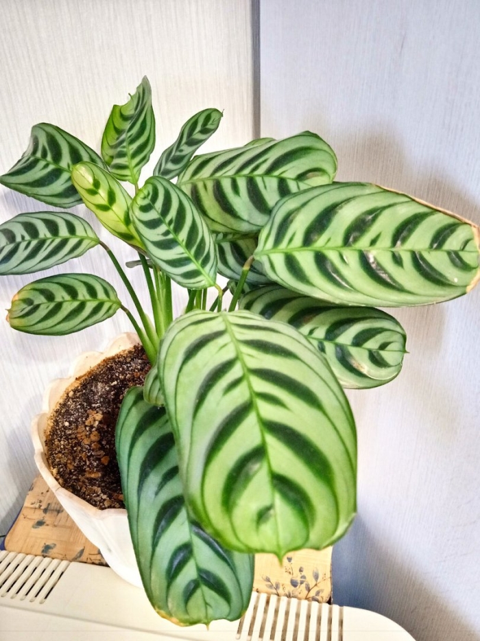 Ктенанта бурле