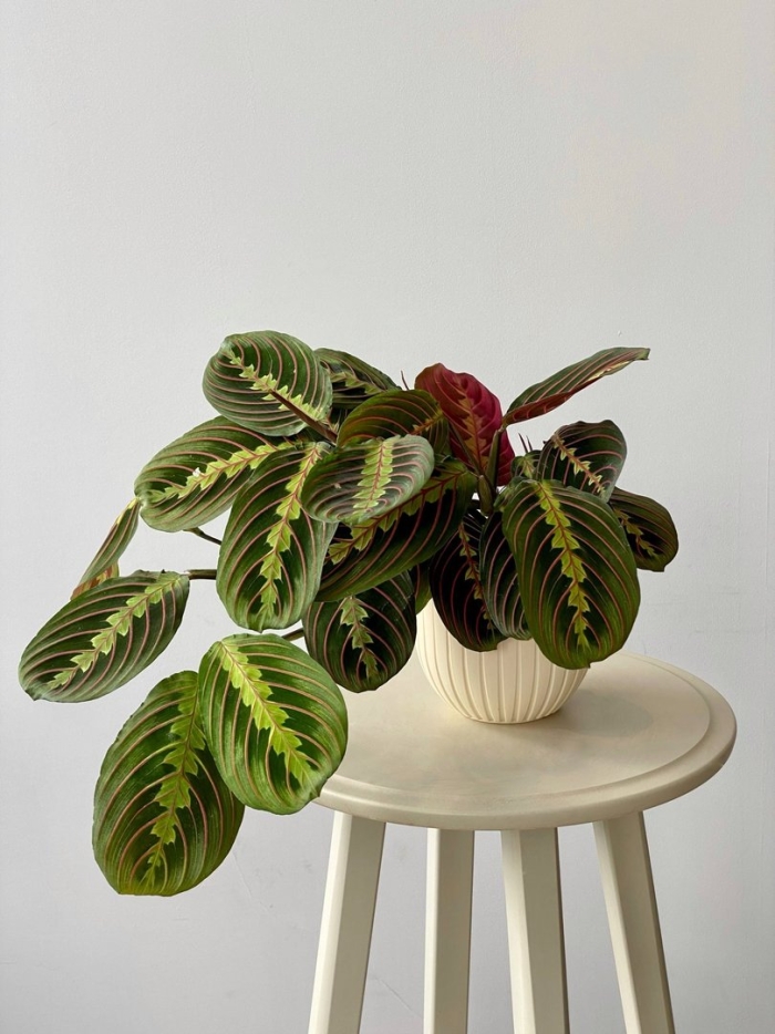 Ктенанта марантовые