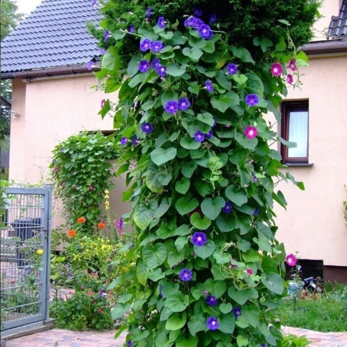 Ипомея ампельная плющевидная