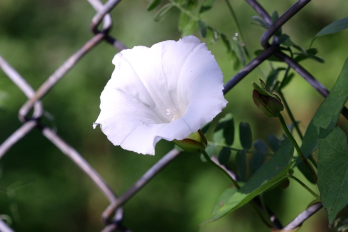 Вьюнок обыкновенный