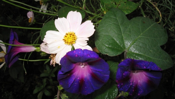 Вьюн цветок