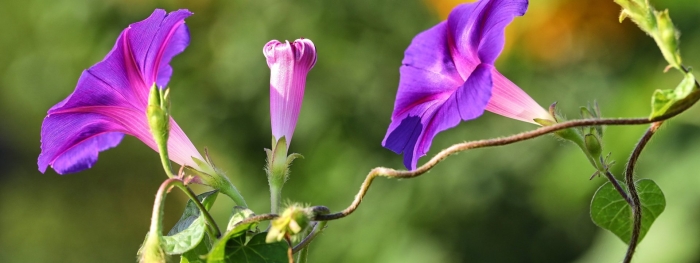 Растение вьюнок