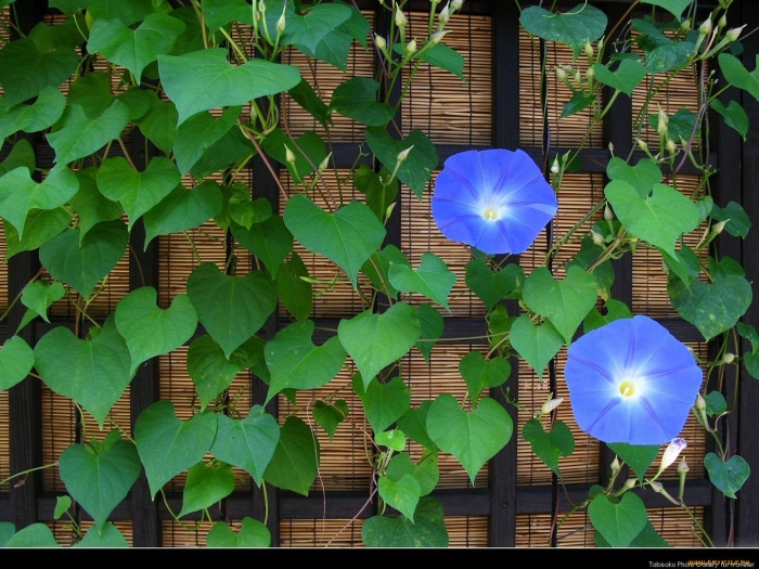 Ипомея heavenly blue