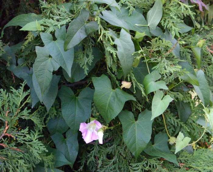 Вьюнок повитель