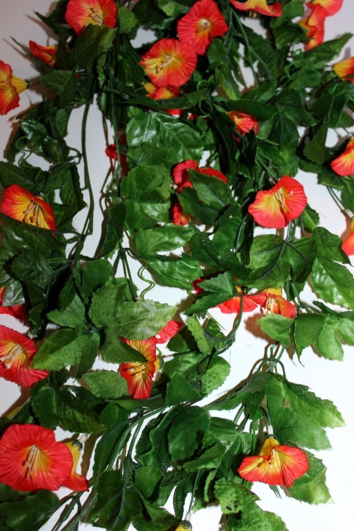 Вьюнок комнатный