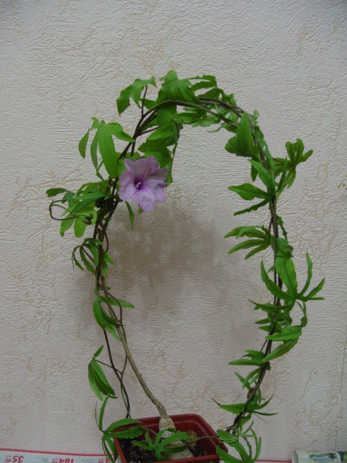 Ipomoea cairica