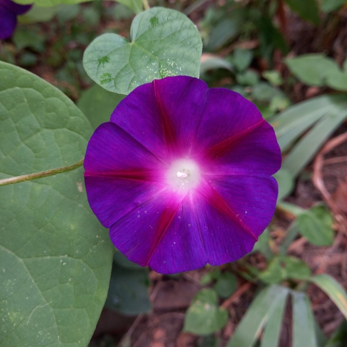 Вьюнок садовый