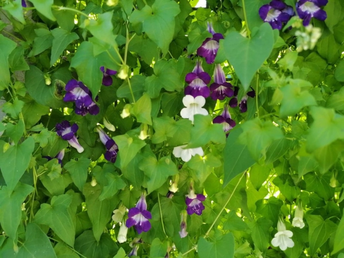 Азарина лазающая