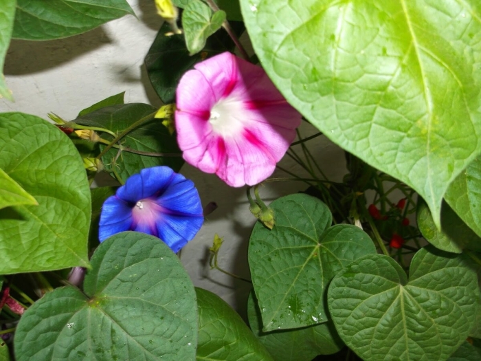 Цветок вьюн ипомея