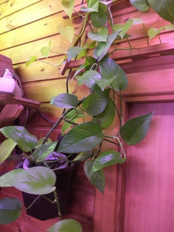 Цветок вьюн домашний