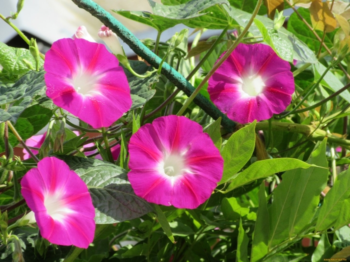 Ипомея вьюнок