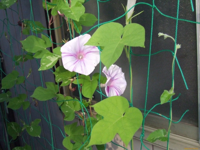 Вьюнок ипомея