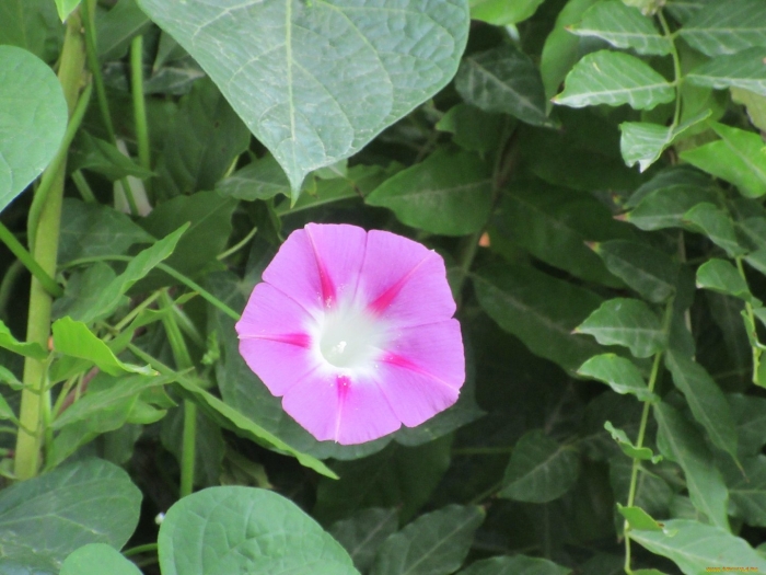 Ипомея кардинал