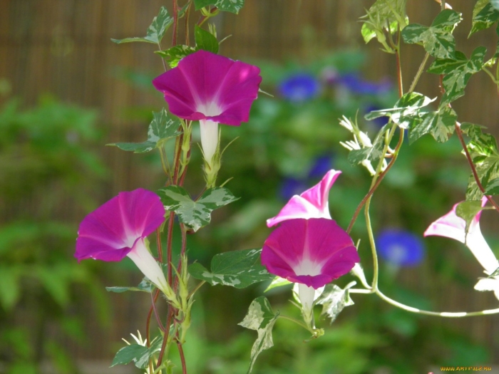 Вьюн ипомея