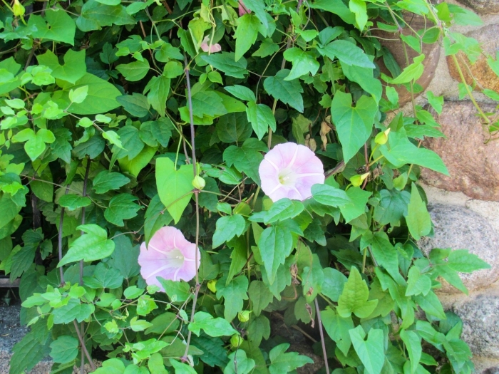 Вьюнок полевой (ипомея)