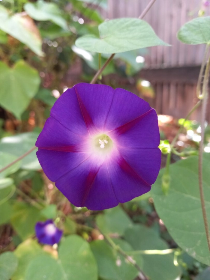 Вьюнок садовый