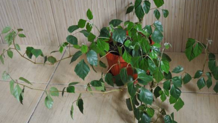 Роициссус березка