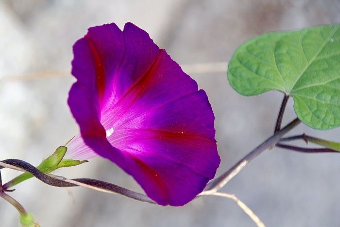 Ипомея пурпурная (вьюнок)