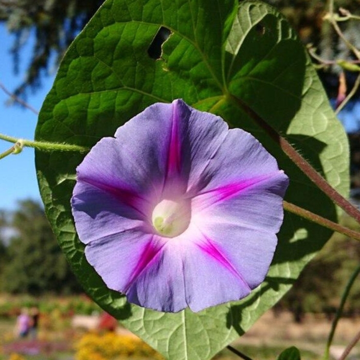 Ипомея альба вьюнковые