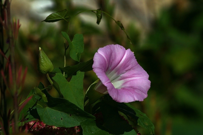 Мавританский вьюнок
