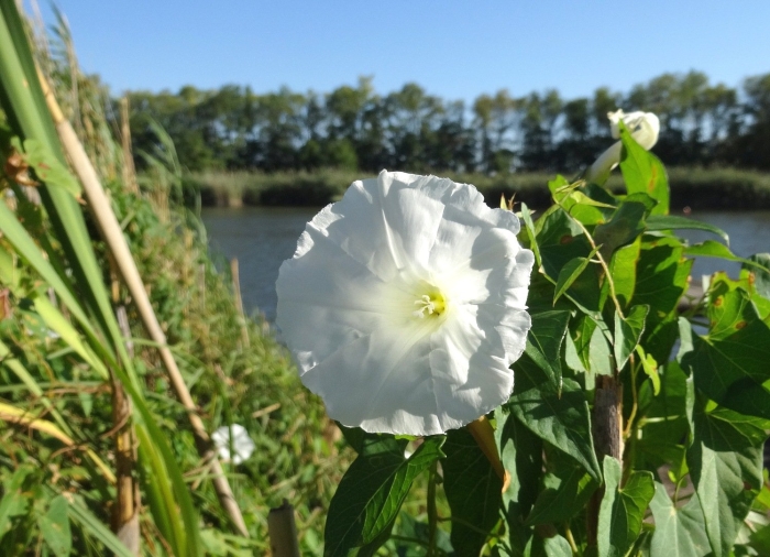 Вьюнок полевой