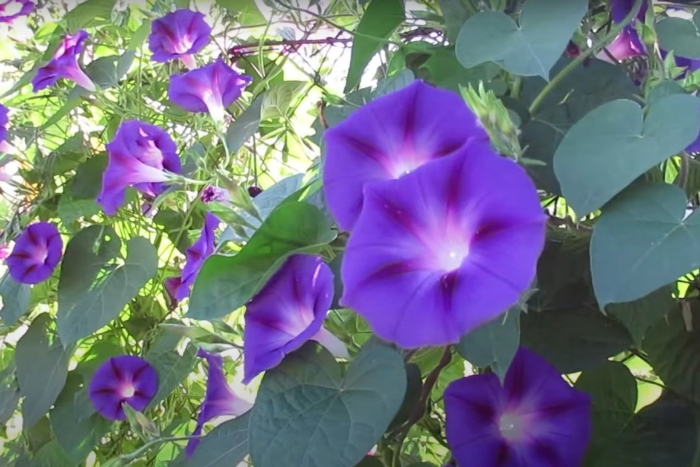 Цветок ипомея