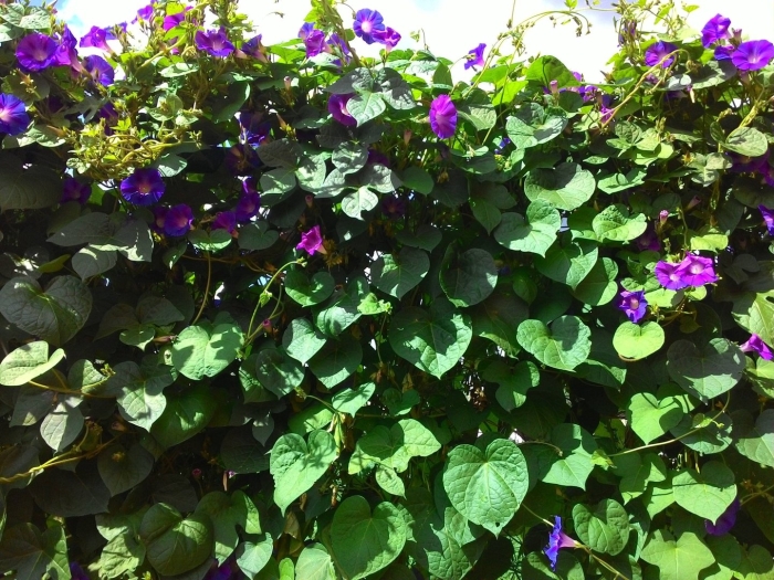 Ипомея пурпурная