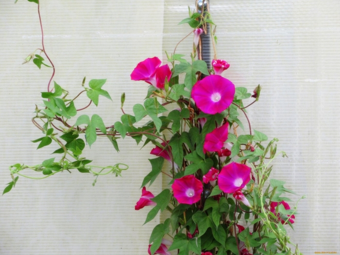 Ипомея скарлет