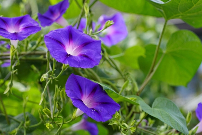 Вьюнок ипомея трехцветная